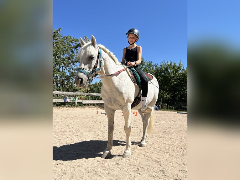 Welsh B Gelding 21 years 13.1 hh Grey in Nattheim