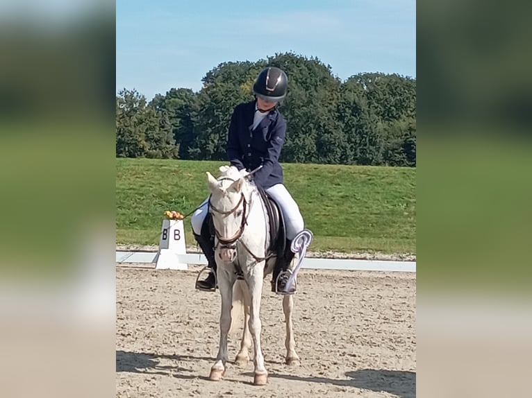 Welsh B Gelding 21 years in Essen