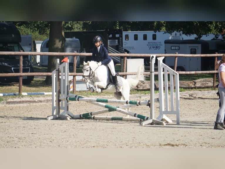 Welsh B Gelding 21 years in Essen