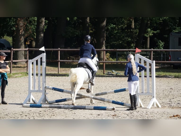 Welsh B Gelding 21 years in Essen