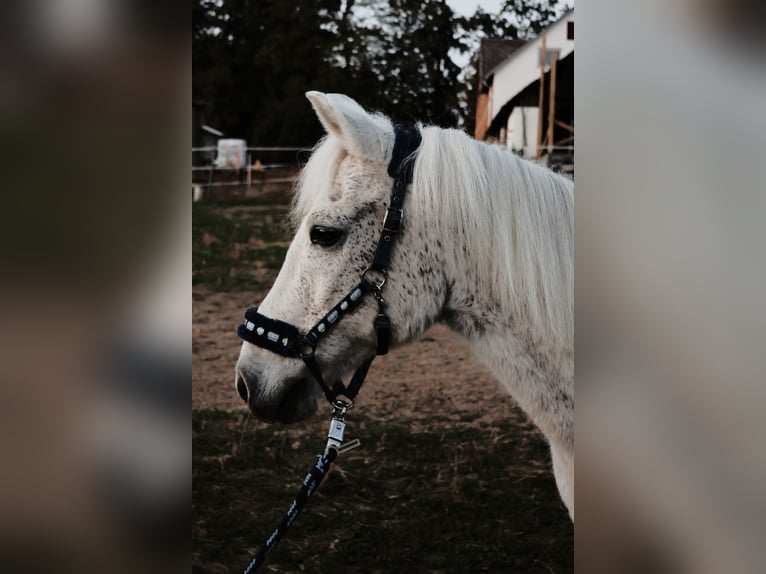 Welsh B Mix Gelding 27 years 12.2 hh Grey in St.Margarethen/R.