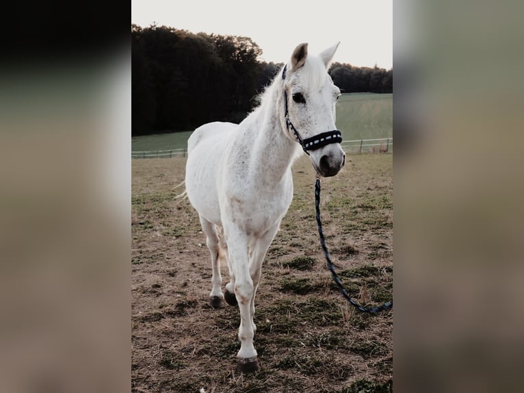 Welsh B Mix Gelding 27 years 12.2 hh Grey in St.Margarethen/R.
