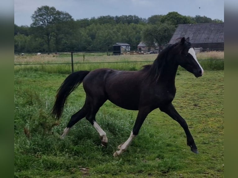 Welsh B Gelding 2 years 12,1 hh Black in Gilze