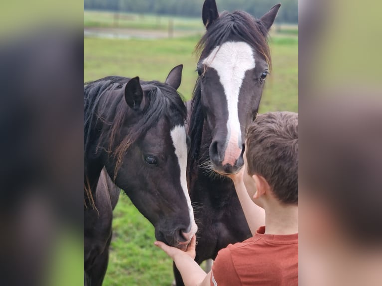 Welsh B Gelding 2 years 12,1 hh Black in Gilze