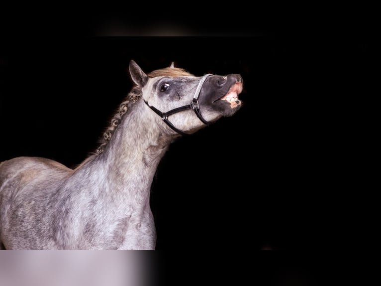 Welsh B Gelding 2 years 12 hh Gray in Lettelbert