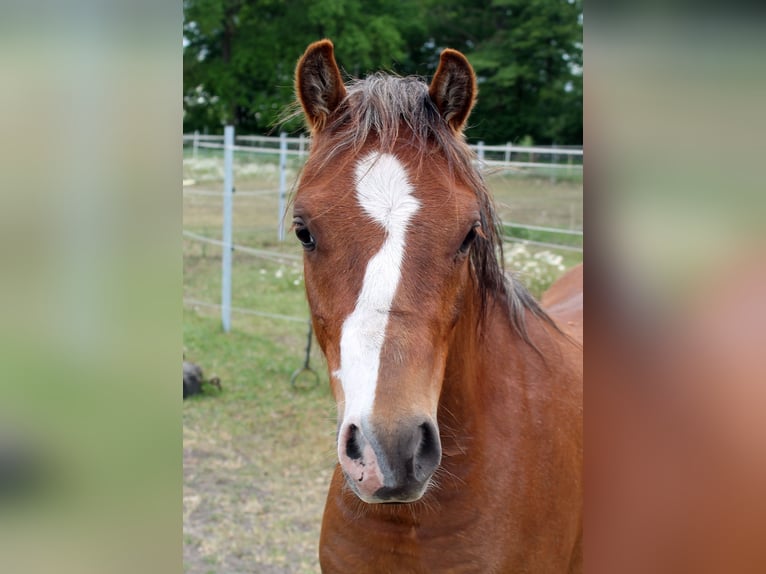Welsh B Gelding 2 years 12,3 hh Chestnut-Red in Vielank