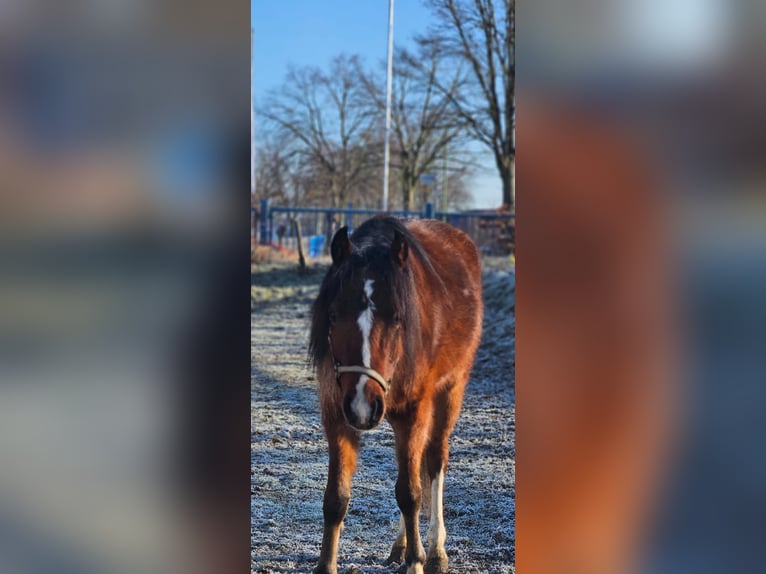 Welsh B Gelding 3 years 12,1 hh Brown in Niederzier