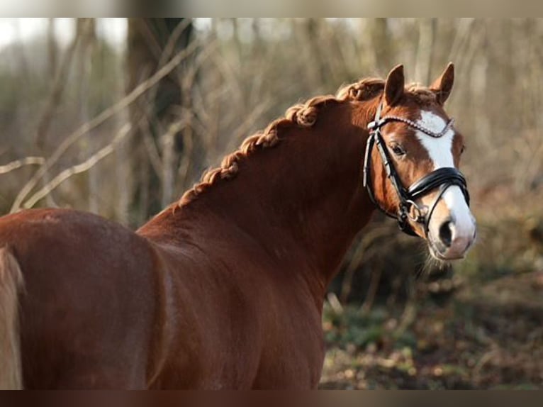 Welsh B Gelding 3 years 12,1 hh Chestnut in Helmond