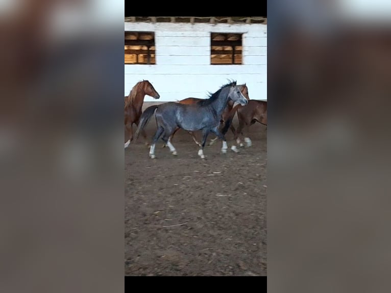 Welsh B Gelding 3 years 12,1 hh Gray-Dapple in Niederzier