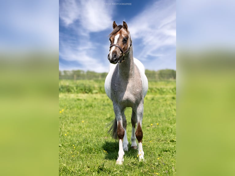 Welsh B Gelding 3 years 12,1 hh Gray-Red-Tan in hinges