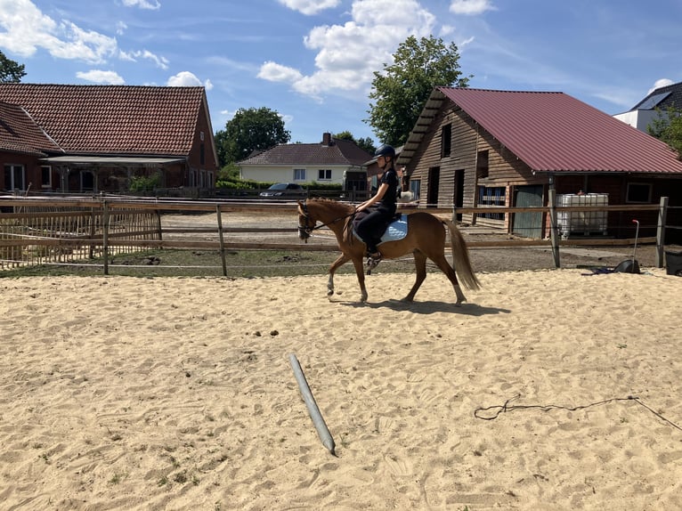 Welsh B Gelding 3 years 12.2 hh Chestnut-Red in Berge