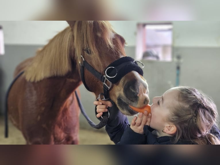 Welsh B Gelding 3 years 12.2 hh Chestnut-Red in Wegberg