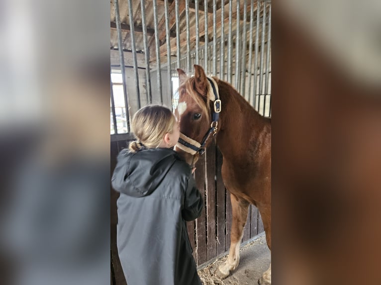 Welsh B Gelding 3 years 12.2 hh Chestnut-Red in Wegberg