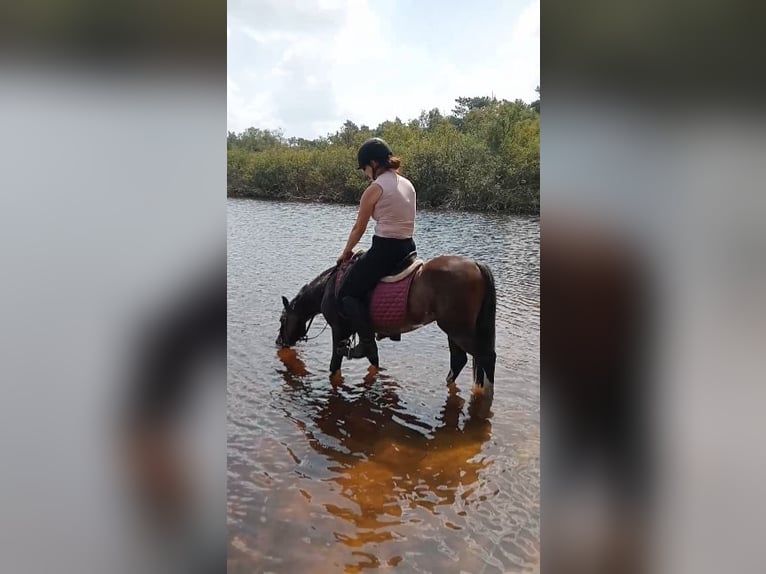 Welsh B Gelding 3 years 12 hh Bay-Dark in Boxtel