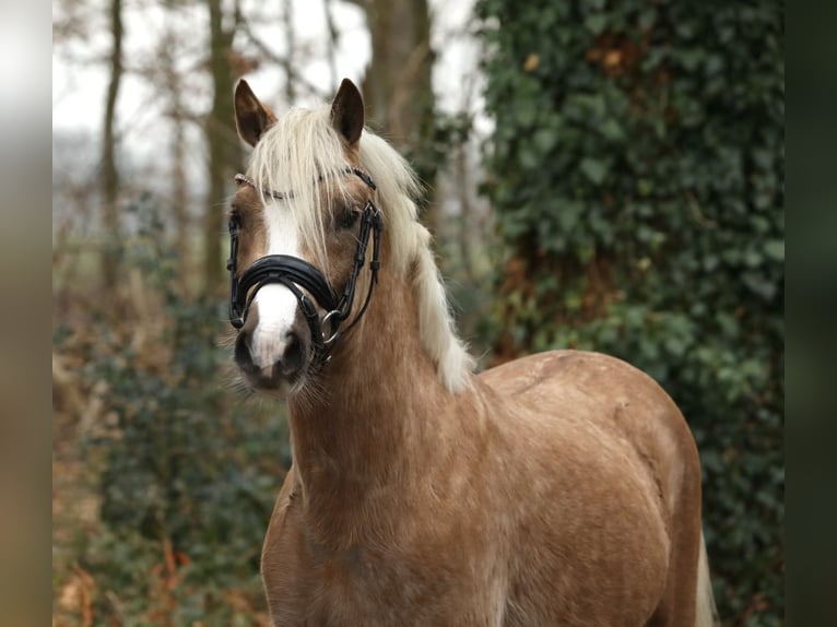 Welsh B Gelding 3 years 12 hh Palomino in Aalten