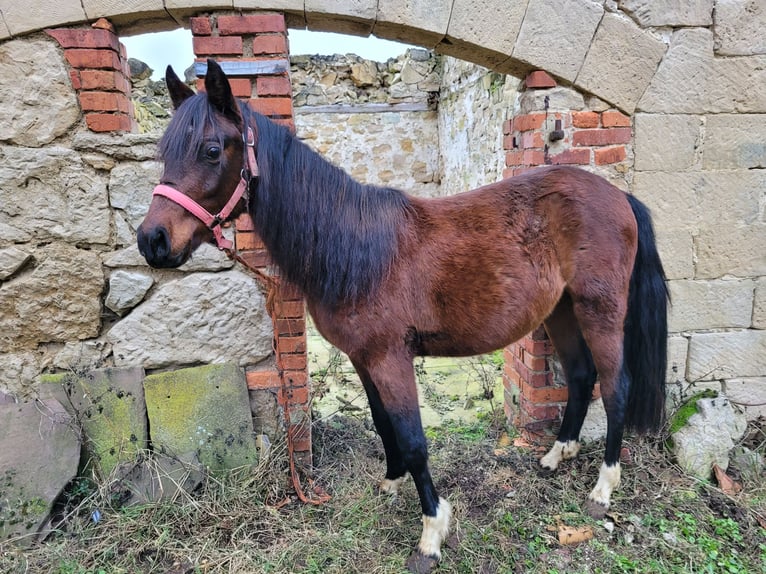 Welsh B Gelding 3 years 12,1 hh Brown in Delligsen