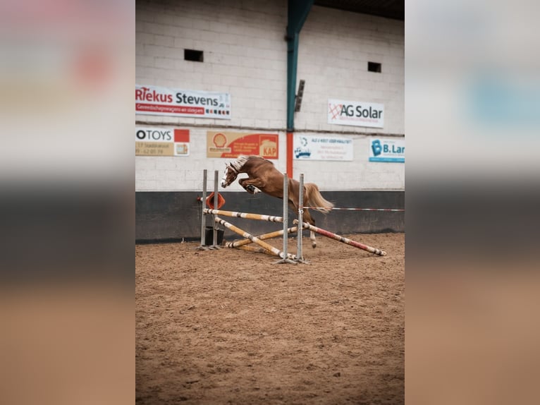 Welsh B Gelding 3 years 12,1 hh Chestnut in Stadskanaal