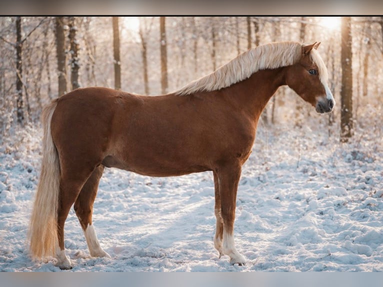 Welsh B Gelding 3 years 12,1 hh Chestnut in Stadskanaal