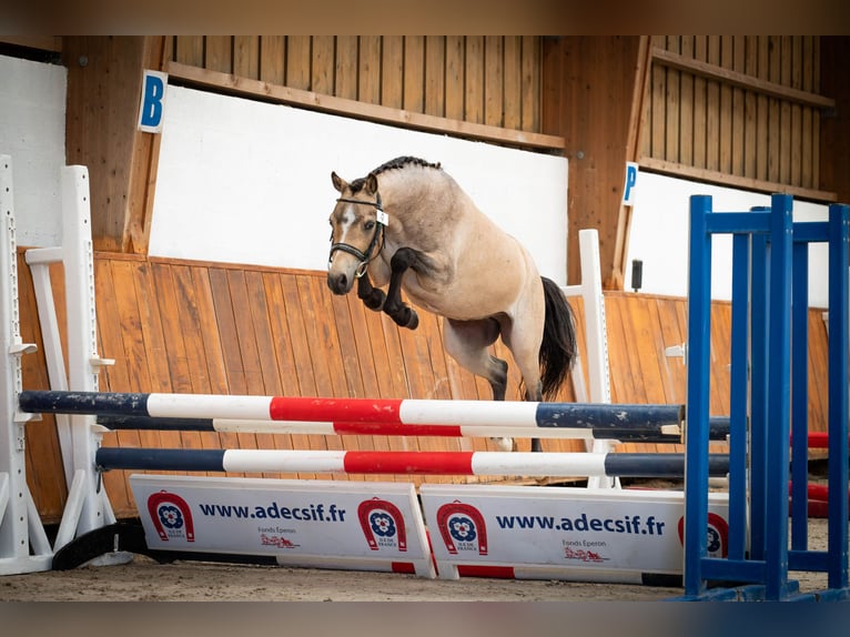 Welsh B Gelding 3 years 12,1 hh Dun in GARGENVILLE
