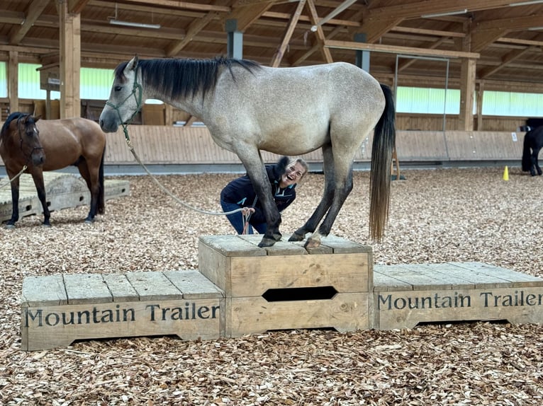 Welsh B Gelding 3 years 12,2 hh Bay in Roßhaupten