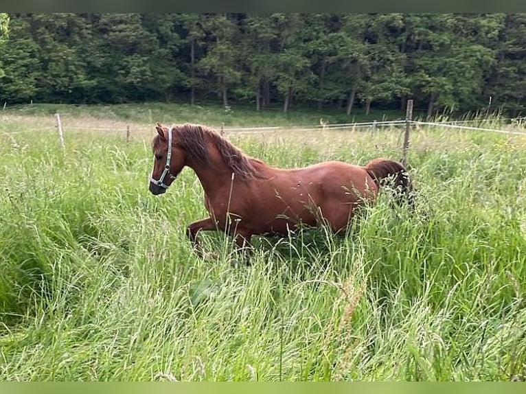 Welsh B Gelding 3 years 12,2 hh Chestnut-Red in Dischingen