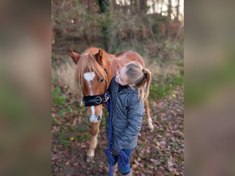 Welsh B Gelding 3 years 12,2 hh Chestnut-Red in Wegberg