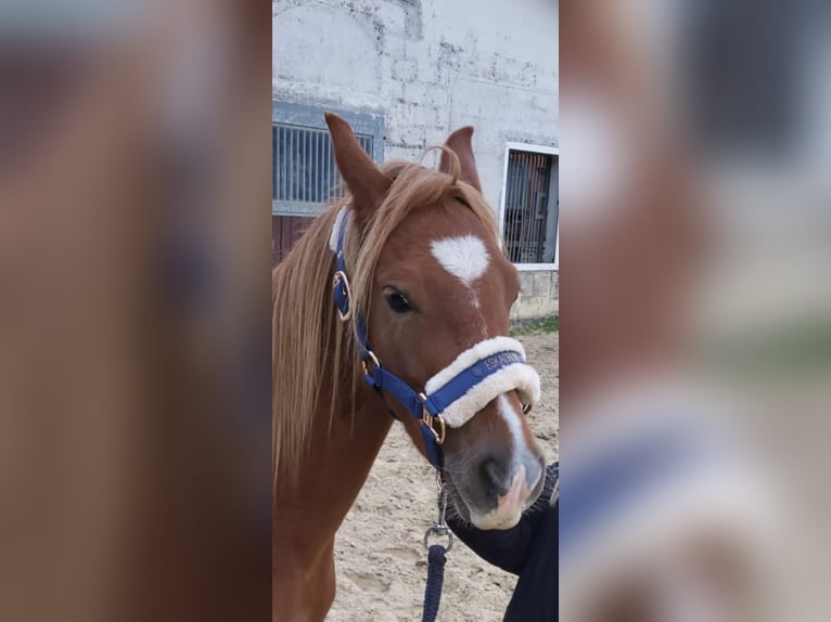 Welsh B Gelding 3 years 12,2 hh Chestnut-Red in Wegberg