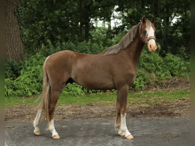 Welsh B Gelding 3 years 12,2 hh Chestnut-Red in Aalten