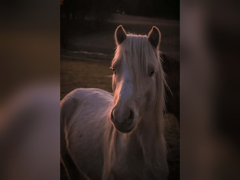 Welsh B Gelding 3 years 12,2 hh Cremello in Siedlęcin