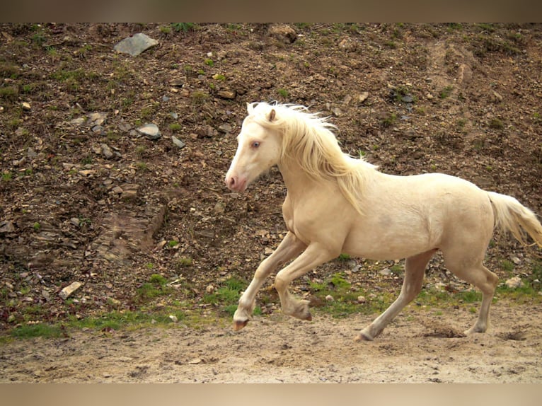 Welsh B Gelding 3 years 12,2 hh Cremello in Siedlęcin