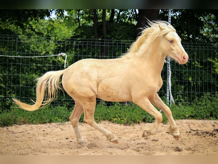 Welsh B Gelding 3 years 12,2 hh Cremello in Siedlęcin