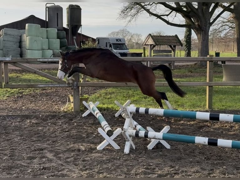 Welsh B Gelding 3 years 12,3 hh Brown in Aalten