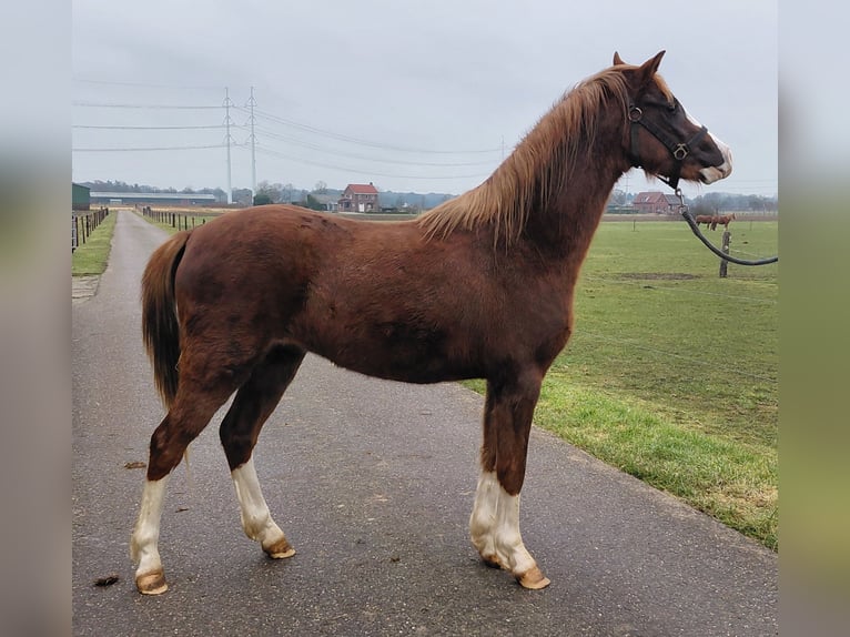 Welsh B Gelding 3 years 13.1 hh Chestnut-Red in Etten