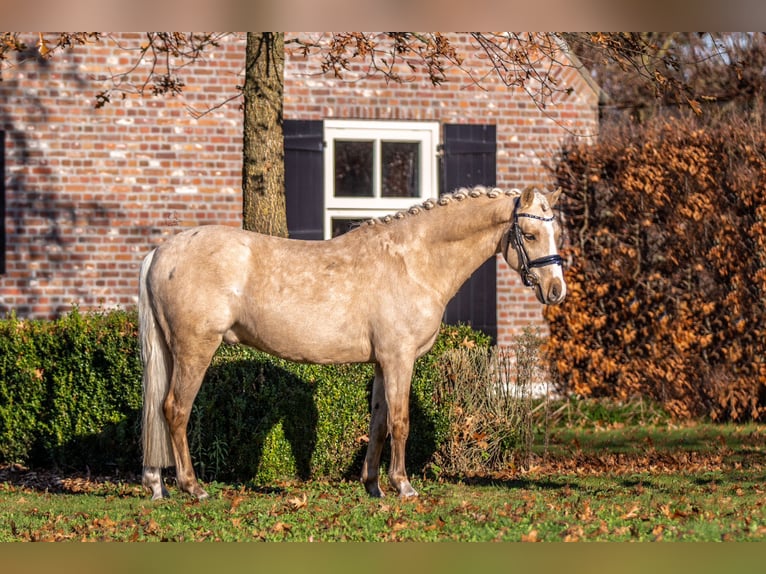 Welsh B Gelding 3 years 13,1 hh Palomino in Oirschot