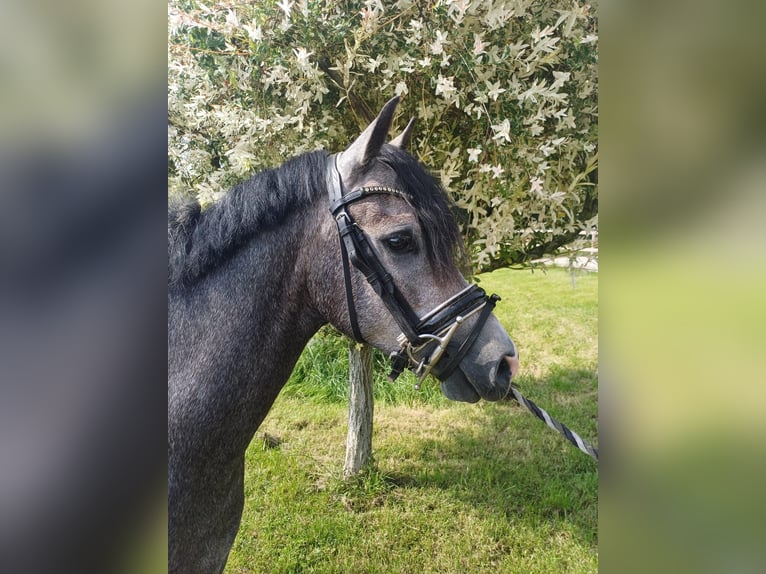 Welsh B Gelding 3 years 13,1 hh Roan-Blue in Ravenswoud