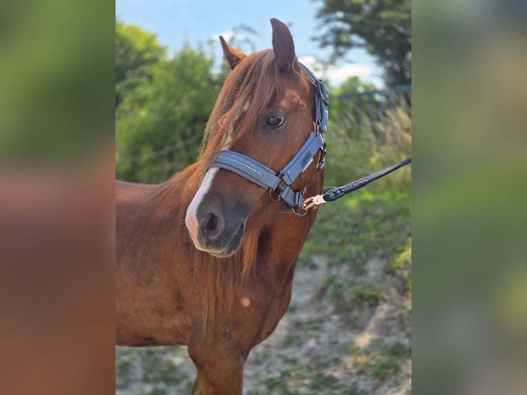 Welsh B Gelding 3 years 13 hh Chestnut-Red in Niederzier