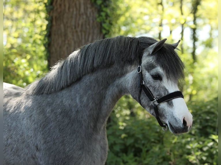Welsh B Gelding 3 years 13 hh Grey in Aalten