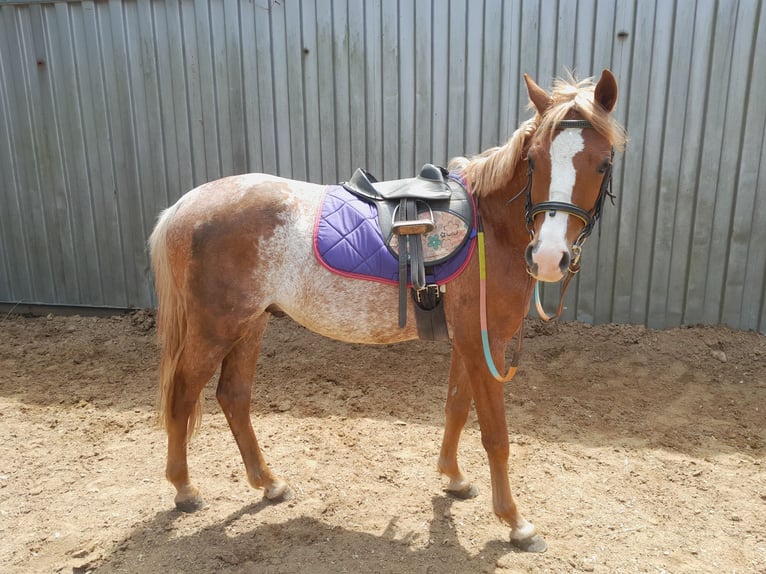 Welsh B Gelding 3 years 13 hh Roan-Red in Niederzier Welsh B Gelding 3 years 13 hh Roan-Red in Niederzier