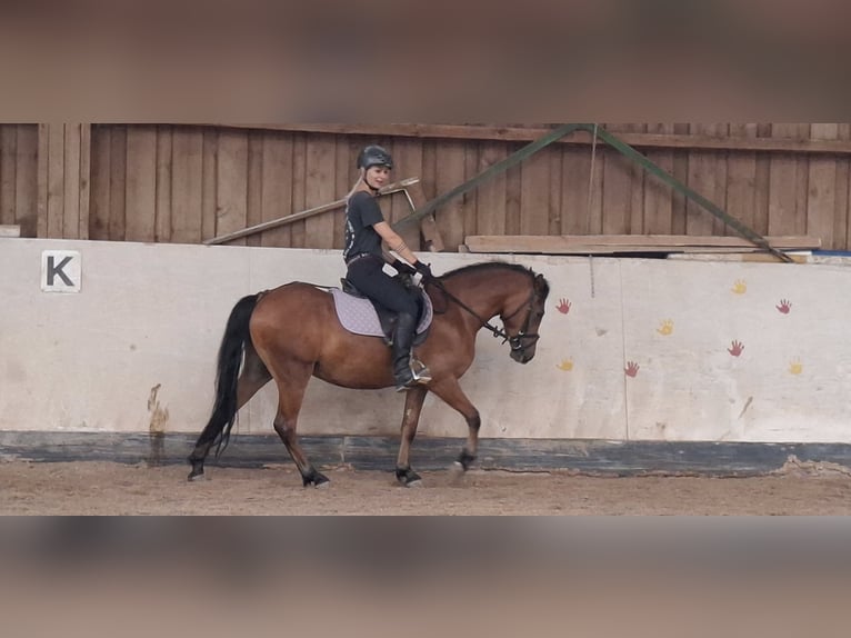 Welsh B Gelding 3 years 13,1 hh Brown in Ebersbach an der Fils