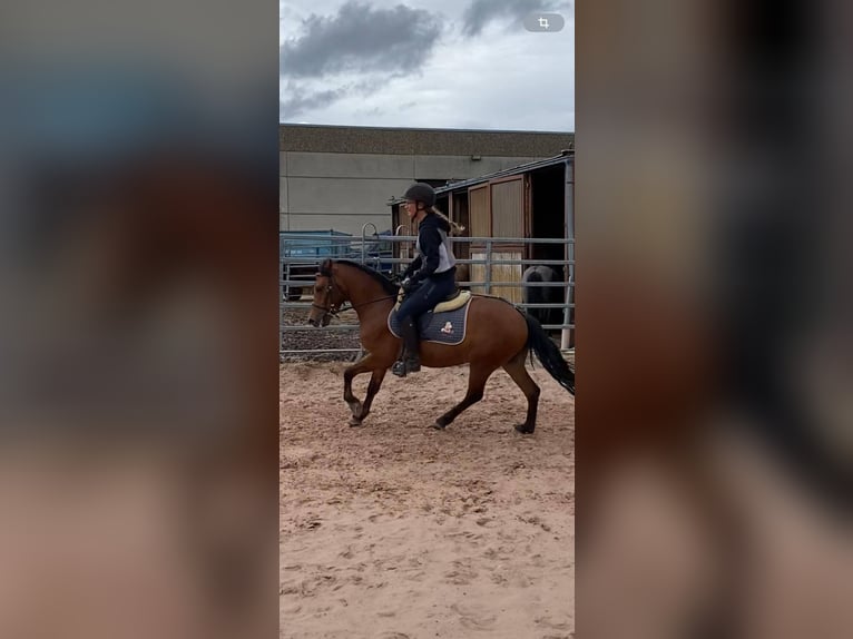 Welsh B Gelding 3 years 13,1 hh Brown in Ebersbach an der Fils