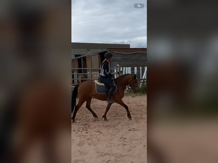 Welsh B Gelding 3 years 13,1 hh Brown in Ebersbach an der Fils
