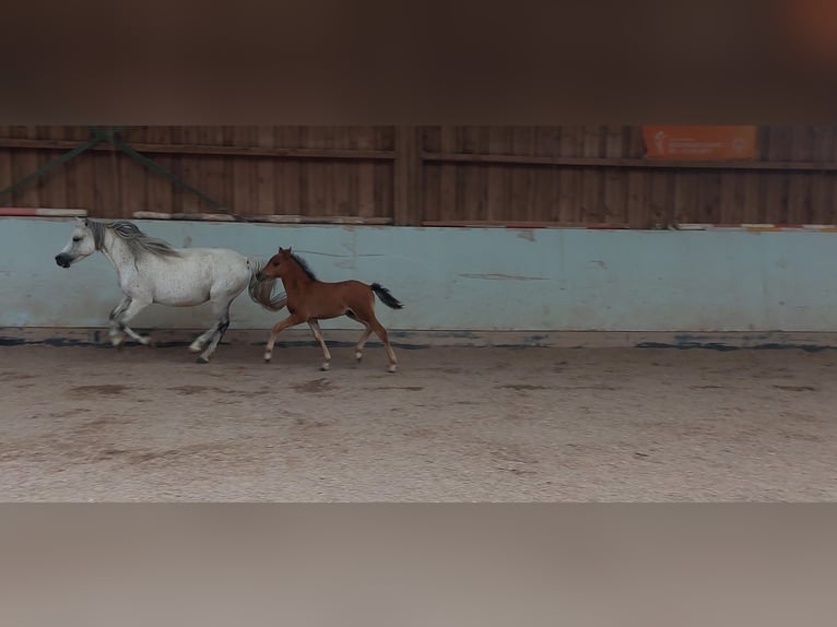 Welsh B Gelding 3 years 13,1 hh Brown in Ebersbach an der Fils