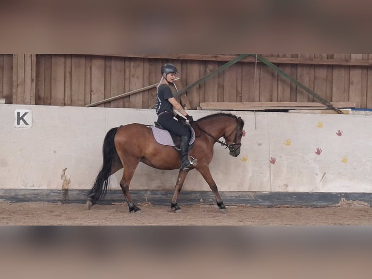 Welsh B Gelding 3 years 13,1 hh Brown in Ebersbach an der Fils