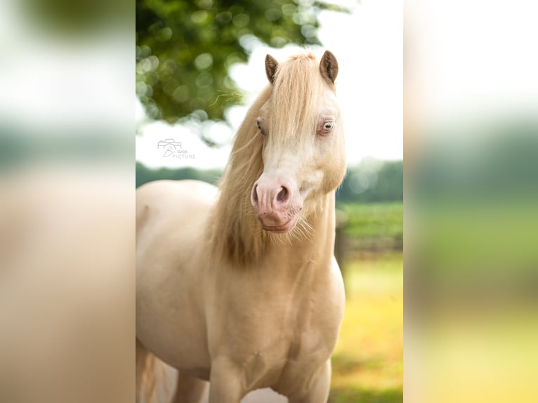 Welsh B Gelding 4 years 11 hh Perlino in Wouwse Plantage