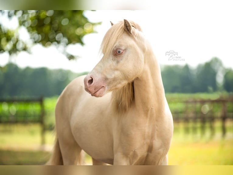 Welsh B Gelding 4 years 11 hh Perlino in Wouwse Plantage