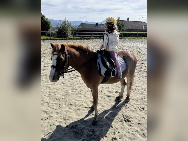 Welsh B Gelding 4 years 11,1 hh Chestnut in Slovakia