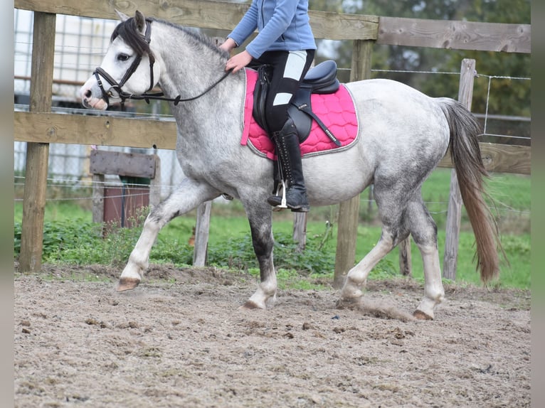 Welsh B Gelding 4 years 11,2 hh Grey in Achtmaal