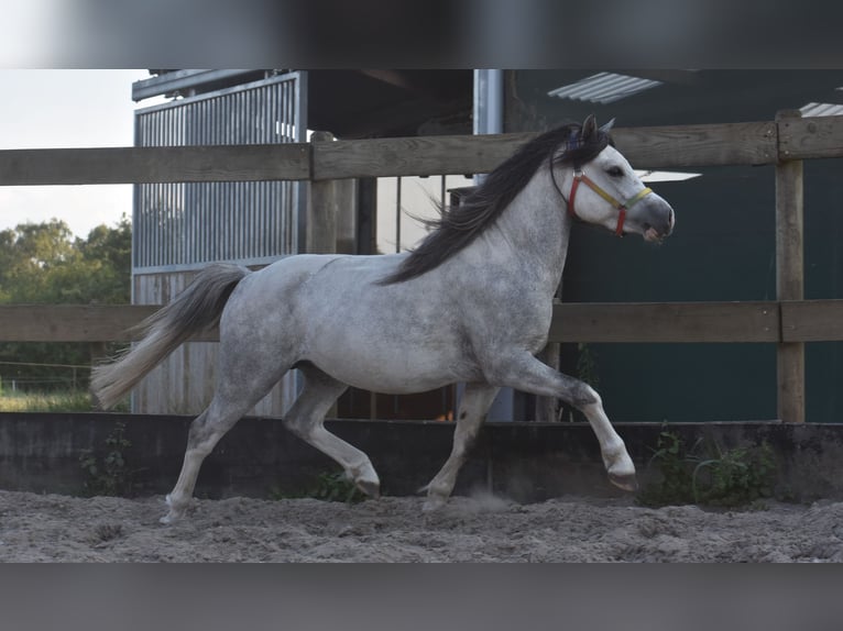 Welsh B Gelding 4 years 11,2 hh Grey in Achtmaal