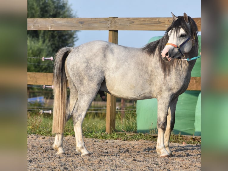 Welsh B Gelding 4 years 11,2 hh Grey in Achtmaal