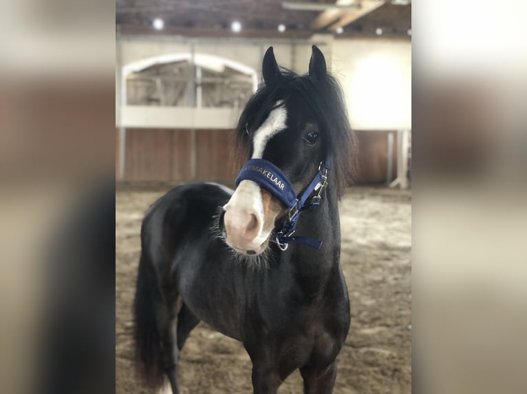 Welsh B Gelding 4 years 12,1 hh Bay-Dark in Fuldabrück